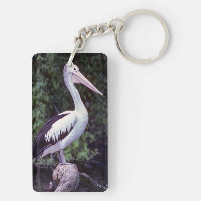 Llavero Pelican en una rama, Tasmania - Australia (Atrás)