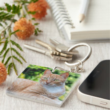 Pequeño gatito dulce