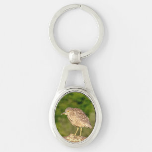 Llavero Perón nocturno de coronación negra juvenil