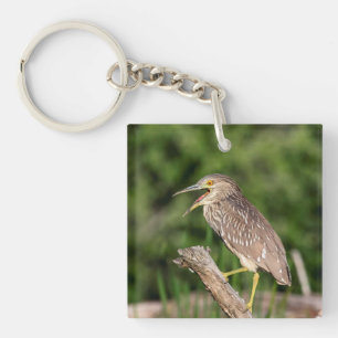 Llavero Perón nocturno de coronación negra juvenil