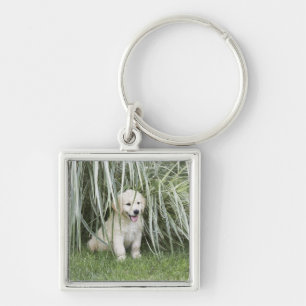 Llavero Perrito de Goldendoodle que se sienta debajo de