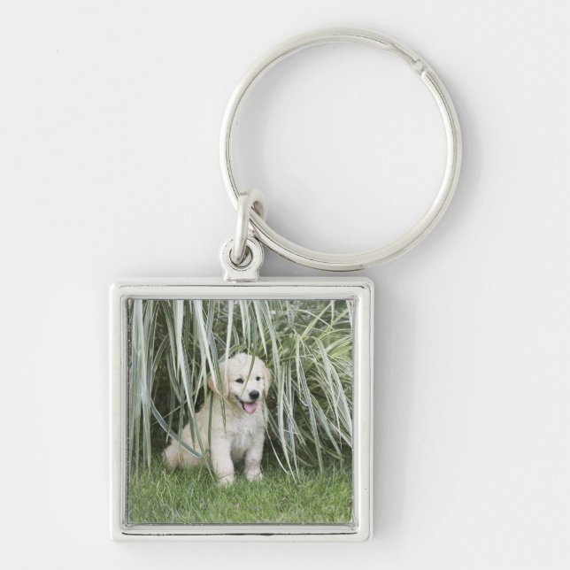 Llavero Perrito de Goldendoodle que se sienta debajo de (Frente)