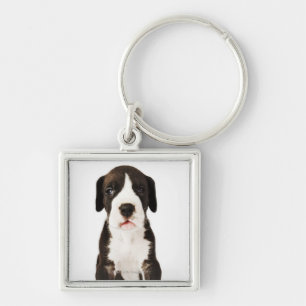 Llavero Perrito de great dane del Harlequin en el fondo