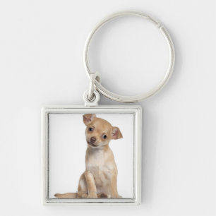 Llavero Perrito de la chihuahua (2 meses)
