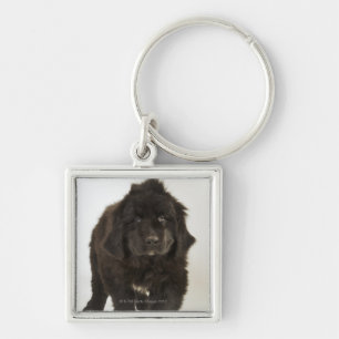 Llavero Perrito de Terranova, tiro del estudio