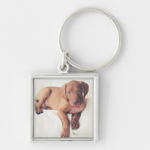 Llavero Perrito de Vizsla del húngaro