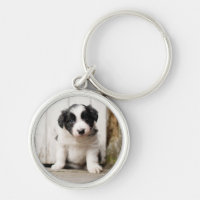 Perrito del border collie