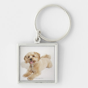 Llavero Perrito (familiaris del Canis) 2