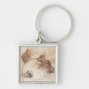 Llavero Perritos amarillos del labrador retriever, 10 día