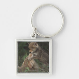 Llavero Perritos del coyote que luchan (Canis Latrans)