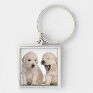 Llavero Perritos del golden retriever (4 semanas de viejo)