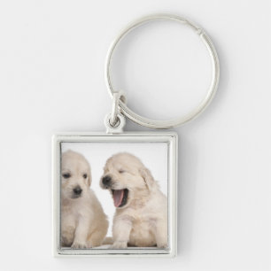 Llavero Perritos del golden retriever (4 semanas de viejo)