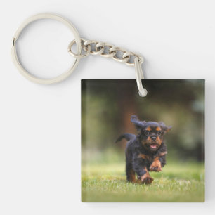 Llavero Perro, cachorro, Cavalier