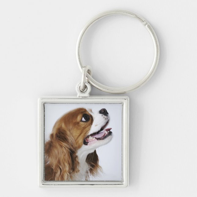 Llavero Perro de aguas de rey Charles arrogante (Frente)