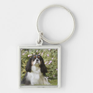 Llavero Perro de aguas de rey Charles arrogante tricolor