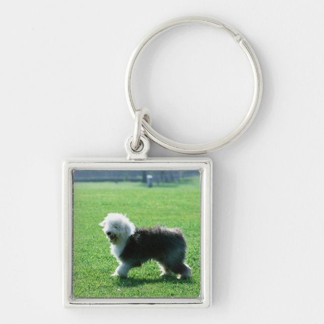 Llavero Perro de ovejas inglés viejo (Frente)