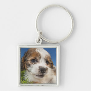 Llavero Perro de perrito lindo (Shitzu)