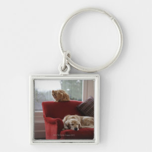 Llavero Perro del golden retriever con el gato de tabby