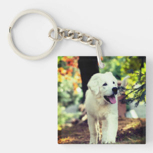Llavero Perro, Mascota, canino