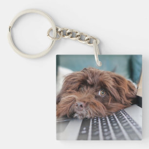 Llavero Perro, Mascota, contención