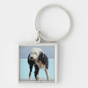 Llavero Perro mojado por una piscina