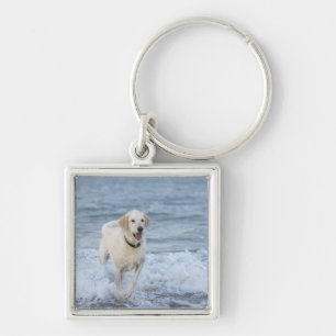 Llavero Perro que corre en agua en la playa