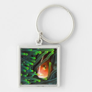 Llavero Pescado anémico escondido en Anemone, Mozambique