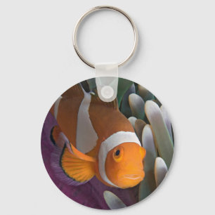 Llavero Pescado anemónico de Payaso Occidental
