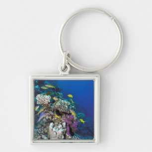 Llavero Pescado de gallina alrededor de un pequeño coral