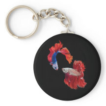 Pescado Siamés de lucha