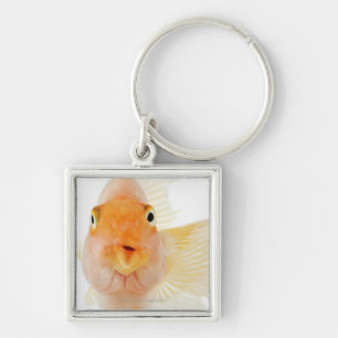 Llavero Pescados de agua dulce tropicales