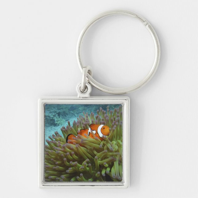 Llavero Pez payaso occidental ( Amphiprion ocellaris ) (Frente)