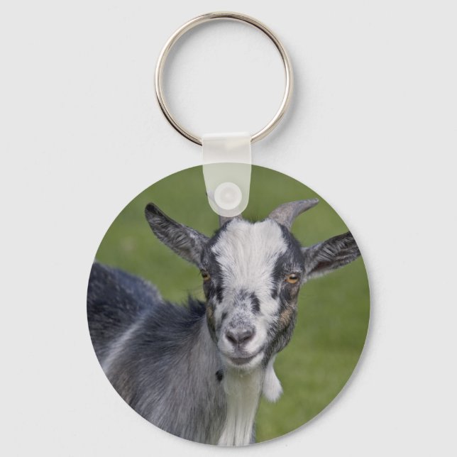 Llavero Pigmy Goat Keyring (Anverso)