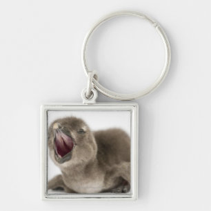 Llavero Pingüino africano joven - Spheniscus demersus.
