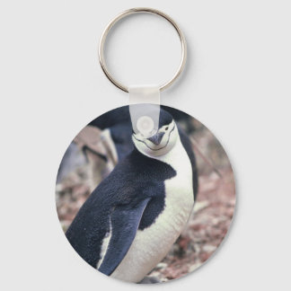 Llavero Pingüino de Chinstrap con bebé