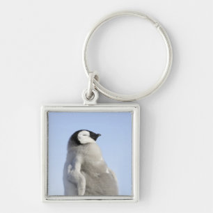 Llavero Pingüino de emperador del bebé, isla de la colin
