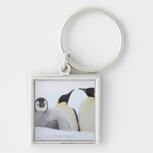 Llavero Pingüino de emperador (forsteri del Aptenodytes)
