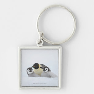 Llavero Pingüino de emperador (forsteri del Aptenodytes) 