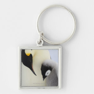 Llavero Pingüino de emperador que mira el polluelo