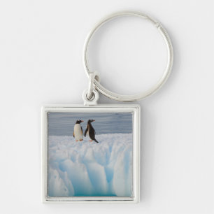 Llavero pingüino de gentoo, Pygoscelis Papua, en hielo gla