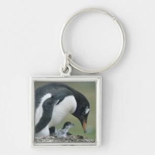 Llavero Pingüino de Gentoo, (Pygoscelis papua), Islas Malv