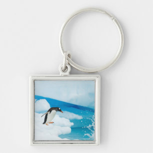 Llavero pingüino de gentoo, Pygoscelis Papua, saltando