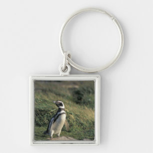 Llavero Pingüino de Magallanes (Spheniscus magellanicus),
