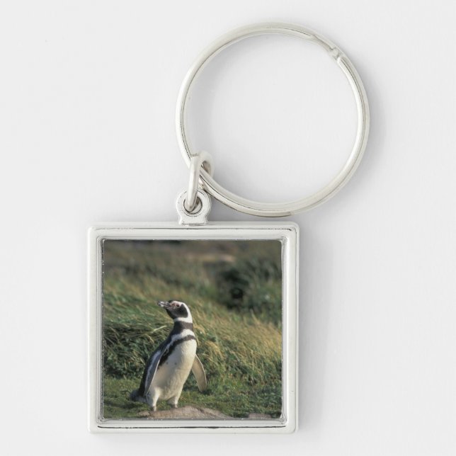 Llavero Pingüino de Magallanes (Spheniscus magellanicus), (Frente)