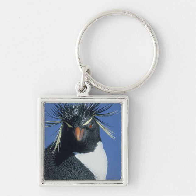 Llavero Pingüino saltarrocas (Eudyptes chrysocome) (Frente)