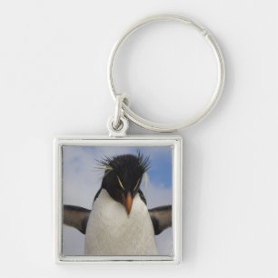 Llavero Pingüino saltarrocas Eudyptes chrysocome