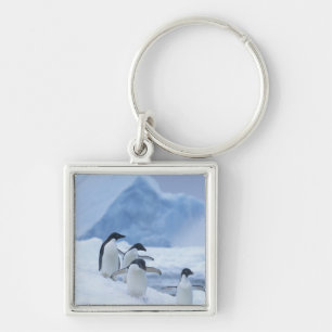 Llavero Pingüinos Adelia (Pygoscelis adeliae) sobre hielo,