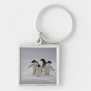 Llavero Pingüinos de Adelie en flujos del hielo