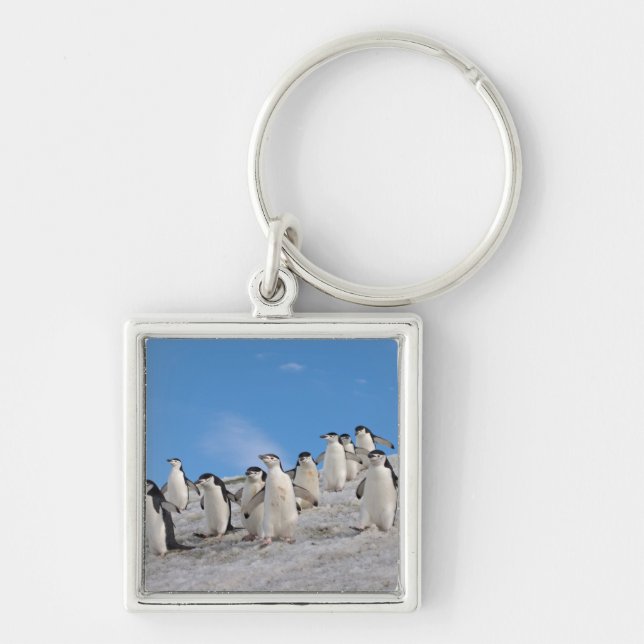 Llavero Pingüinos de Barbilla | Pygoscelis Antarctica (Frente)