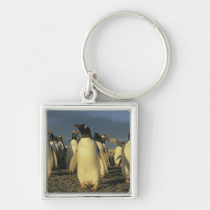 Llavero Pingüinos de Gentoo, (Pygoscelis papua), Falkland